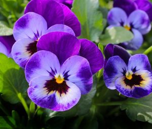 Cómo cuidar y plantar Pansy (Viola tricolor)