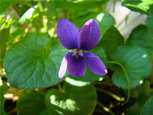 Características de la Violeta Perfumada (Viola odorata)