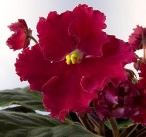 Características de la violeta roja