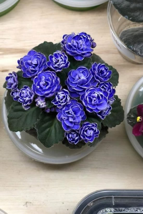 violetas en maceta-2