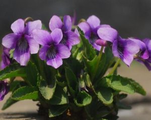 Cómo controlar y combatir las plagas y los hongos en el jardín