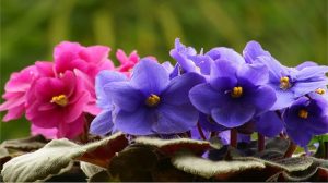 13 consejos para cuidar las violetas