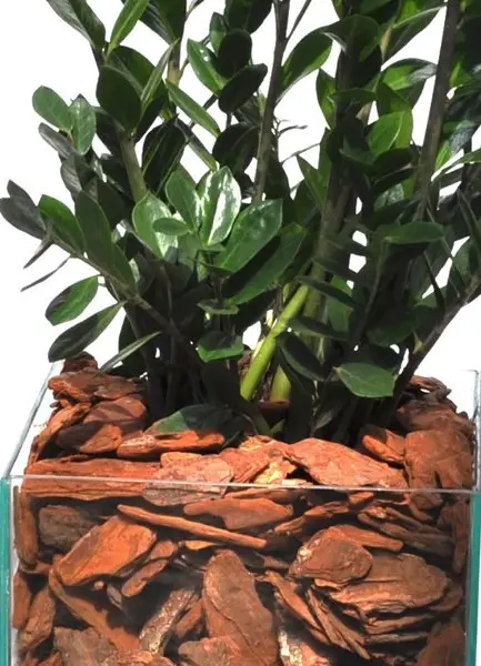 zamioculca-en-maceta-de-vidrio zamioculca-en-maceta-de-vidrio