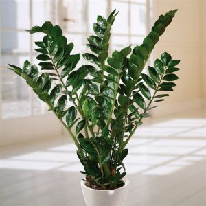 Características de Zamioculca (Zamioculcas zamiifolia)