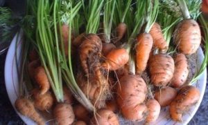 Cómo cultivar zanahorias en casa.