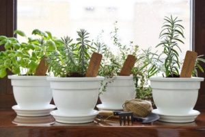 10 plantas para cultivar fácilmente en tu jardín